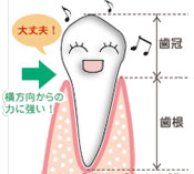 犬歯の働き